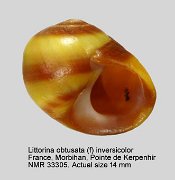 Littorina obtusata (f) inversicolor